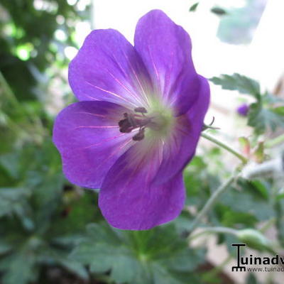 Geranium 'Azure Rush' - 