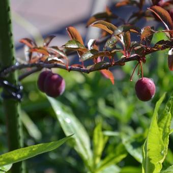 Prunus cerasifera 'Trailblazer'