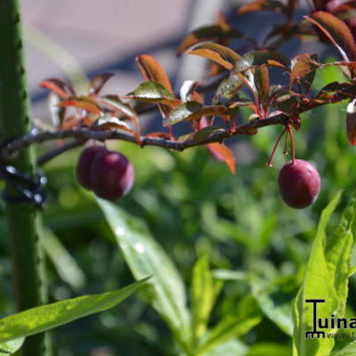 Prunus cerasifera 'Trailblazer' - Prunus cerasifera 'Trailblazer'