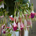 Fuchsia 'President Margaret Slater' - 