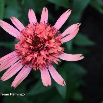 Echinacea 'SUPREME Flamingo'