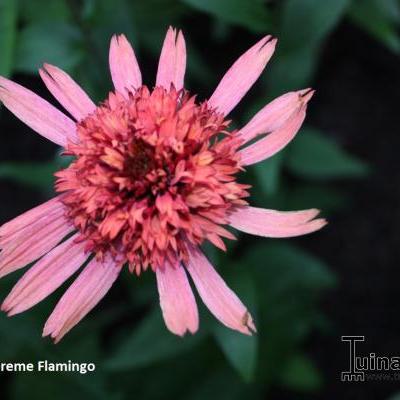 Echinacea 'SUPREME Flamingo' - 