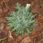 Juniperus chinensis 'Stricta' - 