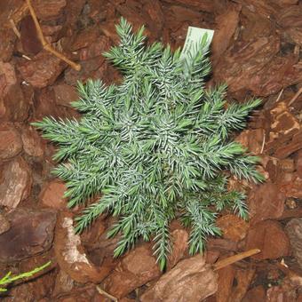 Juniperus chinensis 'Stricta'