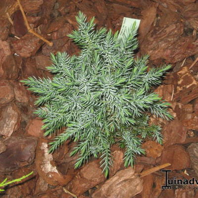 Juniperus chinensis 'Stricta'