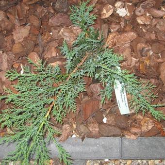 Juniperus sabina 'Rockery Gem'