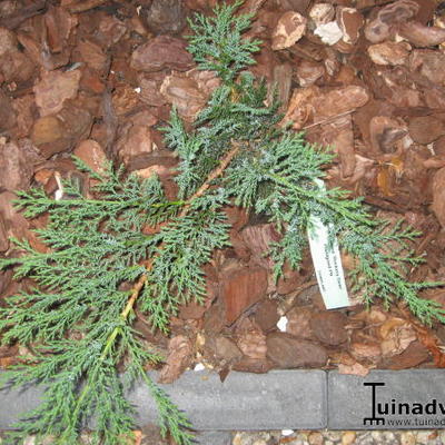 Juniperus sabina 'Rockery Gem' - 