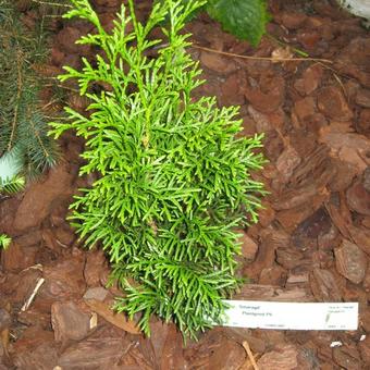 Thuja occidentalis 'Smaragd'