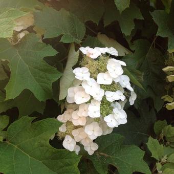 Hydrangea quercifolia 'Sikes Dwarf'