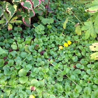 Lysimachia nummularia