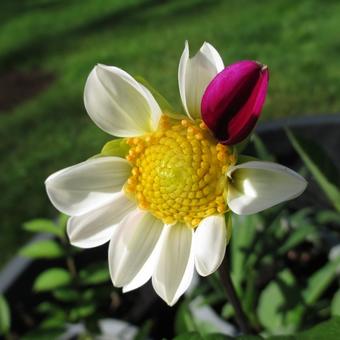 Dahlia ' Smarty'