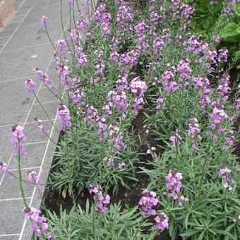 Erysimum 'Bowles Mauve'