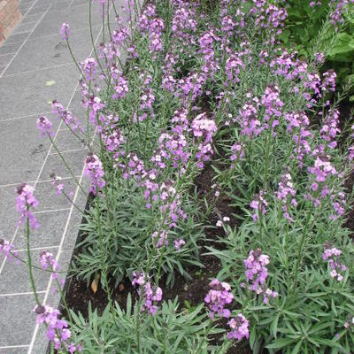 Erysimum 'Bowles Mauve' - Erysimum 'Bowles Mauve'