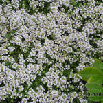 Thymus praecox 'Vey' - 