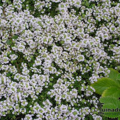 Thymus praecox 'Vey'