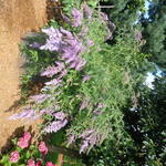 Buddleja davidii 'Dartmoor' - 