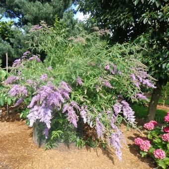 Buddleja davidii 'Dartmoor'