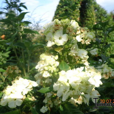 Phlox paniculata 'Jade' - 