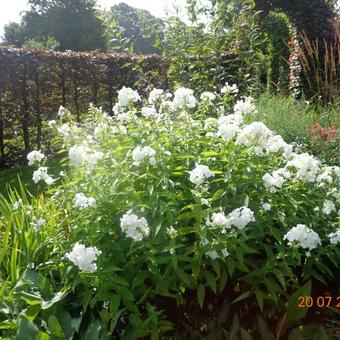 Phlox paniculata 'White Admiral'