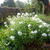 Phlox paniculata 'White Admiral'