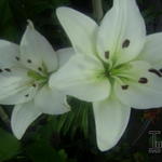 Lilium 'Navona' - 