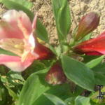 Alstroemeria 'INCA Sweety' - 