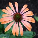 Echinacea purpurea 'Julia' - 