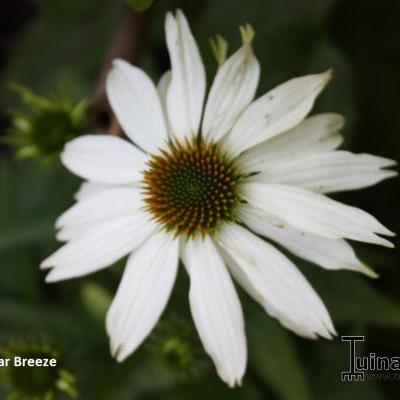 Echinacea purpurea 'Polar Breeze' - 