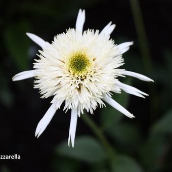 Echinacea purpurea 'Mozzarella'