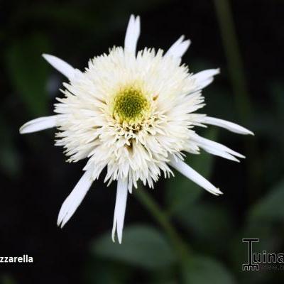 Echinacea purpurea 'Mozzarella' - 