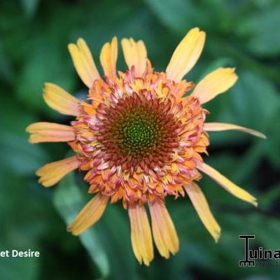 Echinacea purpurea 'SECRET Desire' - 