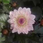 Dahlia 'Melody Harmony' - 