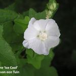 Lavatera thuringiaca 'Ice Cool' - 