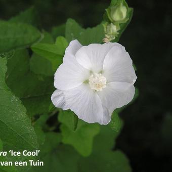 Lavatera thuringiaca 'Ice Cool'