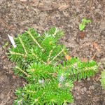 Abies Koreana 'Gait' - 