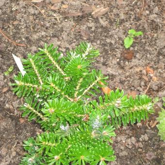 Abies Koreana 'Gait'