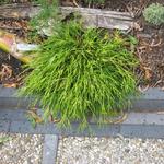 Chamaecyparis pisifera 'Filifera Aurea' - 