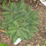 Picea omorika 'Karel' - 