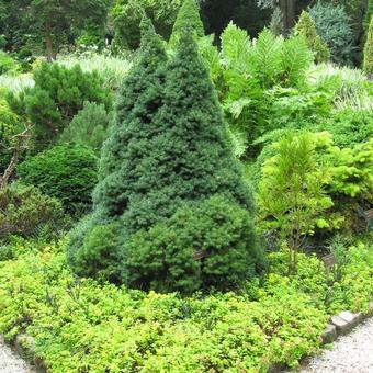 Picea glauca 'Sanders Blue'