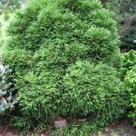 Cryptomeria japonica 'Little Champion' - 