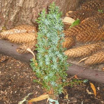 Juniperus communis 'Sentinel'