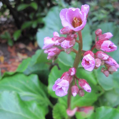 Bergenia cordifolia 'Herbstblüte' - Bergenia cordifolia 'Herbstblüte'