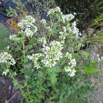 Origanum vulgare subsp. hirtum