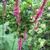 Persicaria amplexicaulis 'Speciosa'