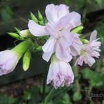 Saponaria officinalis 'Rosea Plena' - Gewöhnliches Seifenkraut - Saponaria officinalis 'Rosea Plena'