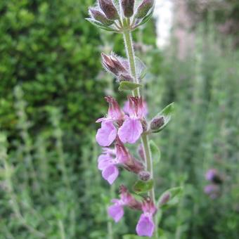 Teucrium x lucidrys