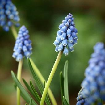 Muscari armeniacum