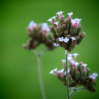 Verbena bonariensis