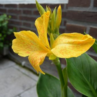 Canna x generalis 'CANNOVA'