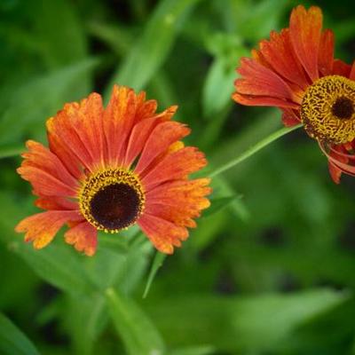 Helenium 'Moerheim Beauty' - Helenium 'Moerheim Beauty'